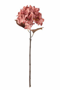Hydrangea stilk - blomst