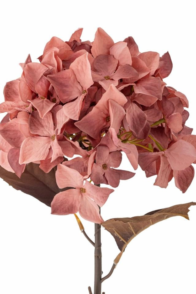 Hydrangea stilk - blomst