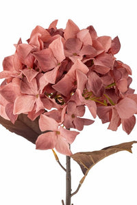 Hydrangea stilk - blomst