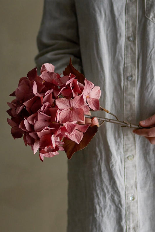 Hydrangea stilk - blomst