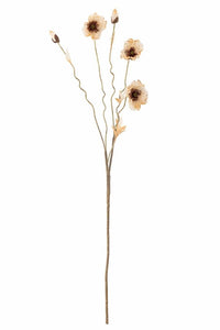 Poppy stilk - blomst natur