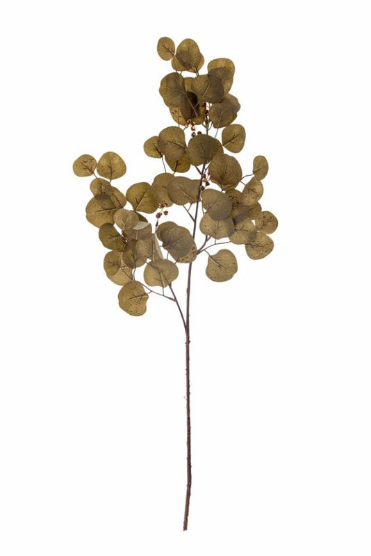 Eucalyptus stilk