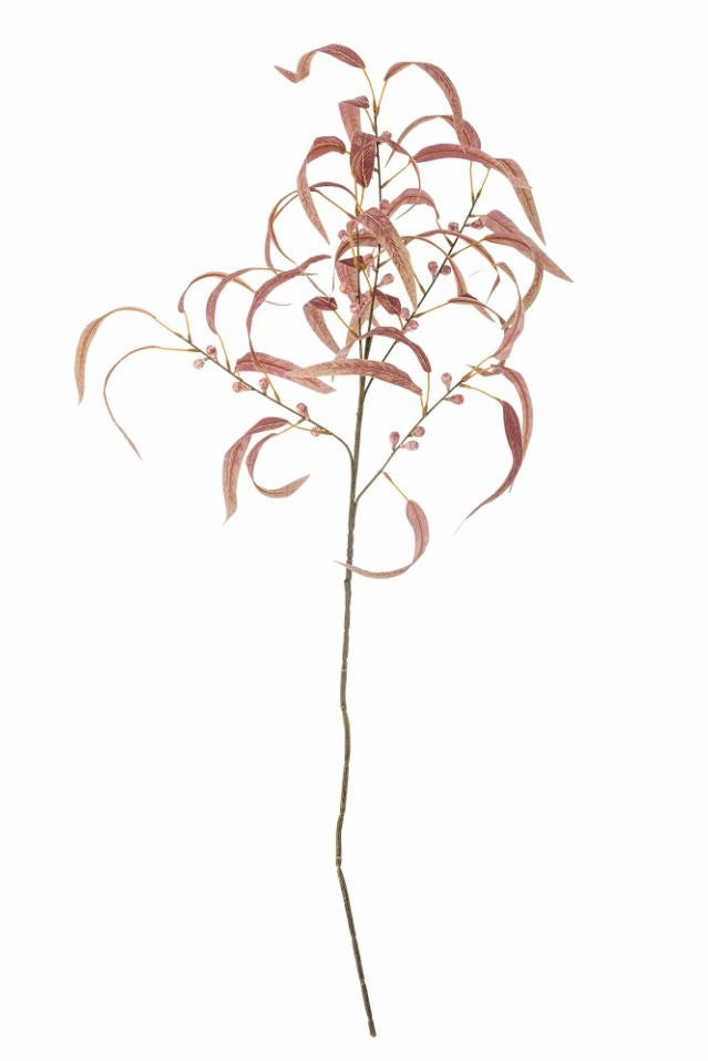 Eucalyptus rød stilk