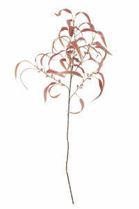 Eucalyptus rød stilk