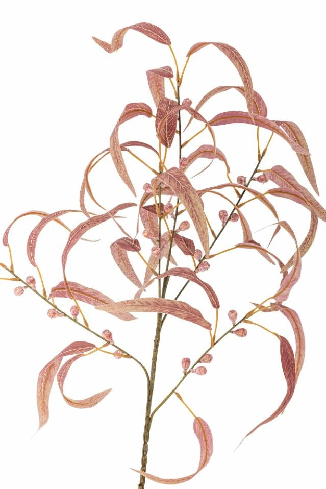 Eucalyptus rød stilk