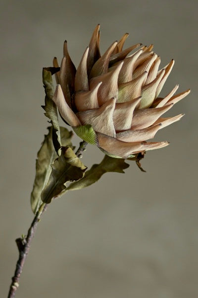 Protea natur