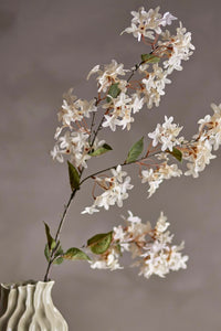 Myrtle gren - hvid blomst