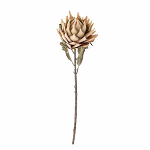 Protea stilk - blomst
