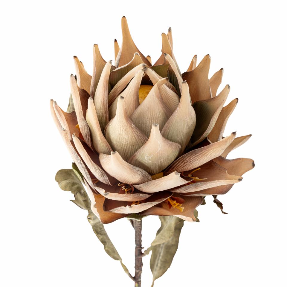 Protea stilk - blomst