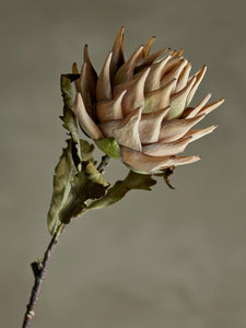 Protea stilk - blomst