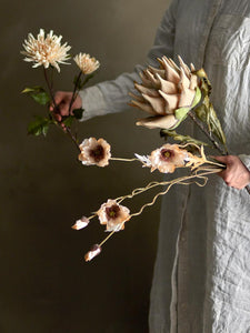 Protea stilk - blomst